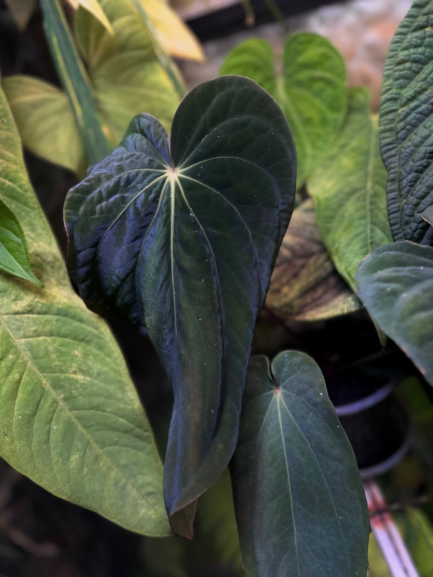 Anthurium antolakii (BVEP) "OG1 x RA1" x "Round x RA1"
