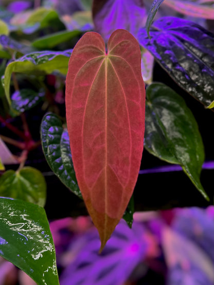 Anthurium antolakii (BVEP) "Round x RA1" x "Wu1 x Oliver"