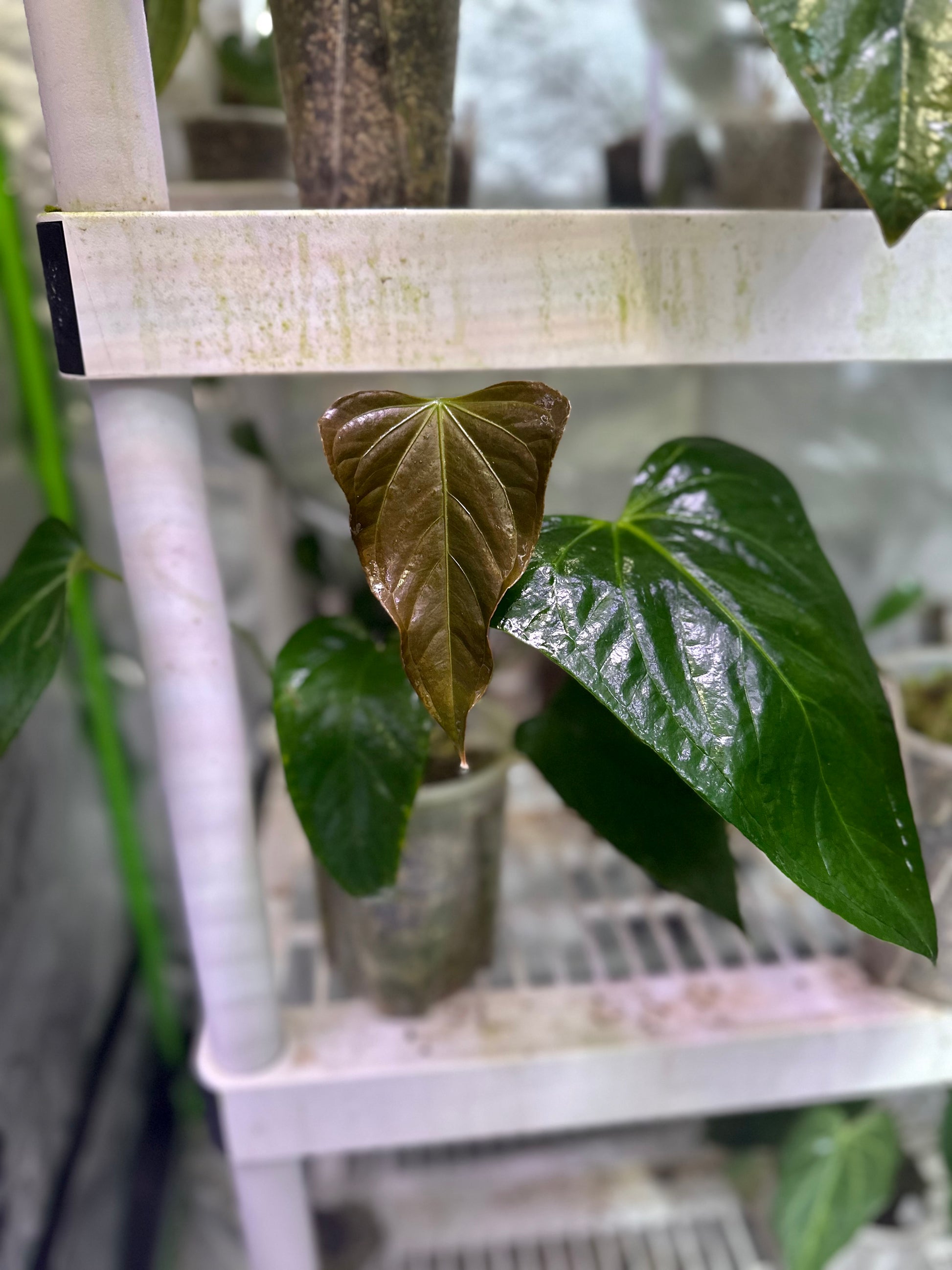 anthurium nse portillae Anthurium “Mr. Worldwide” (Indo x NSE portillae)