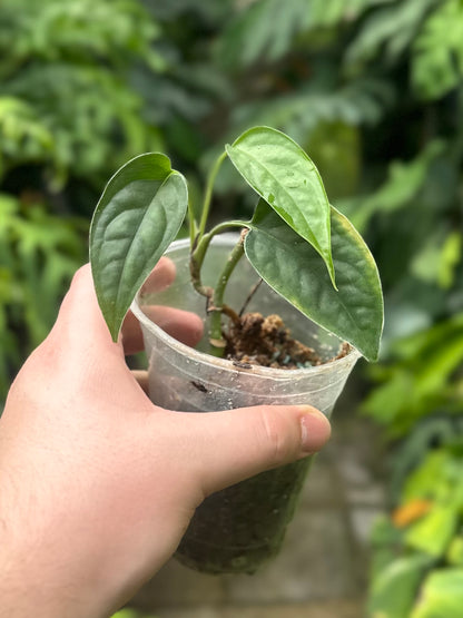 Monstera gracilis “Tingo Maria”