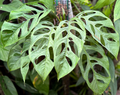 Monstera obliqua “Loreto”