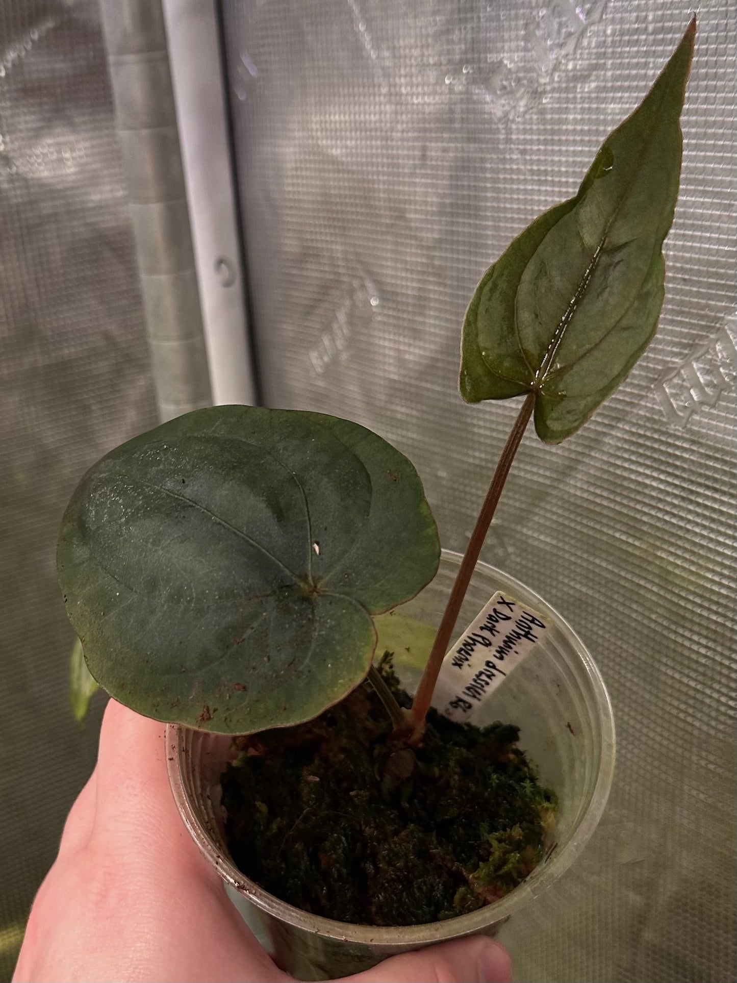 Anthurium dressleri RG F2 x Dark Phoenix