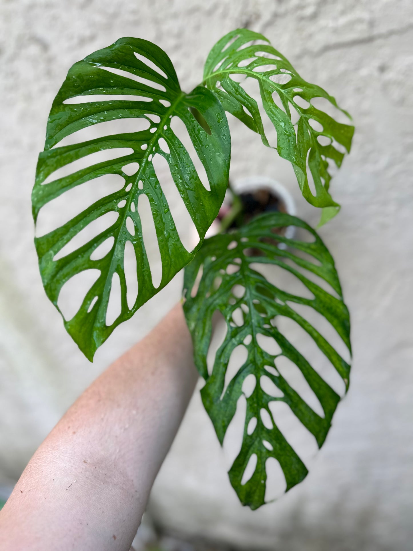 Monstera bundle #15 (Collin)