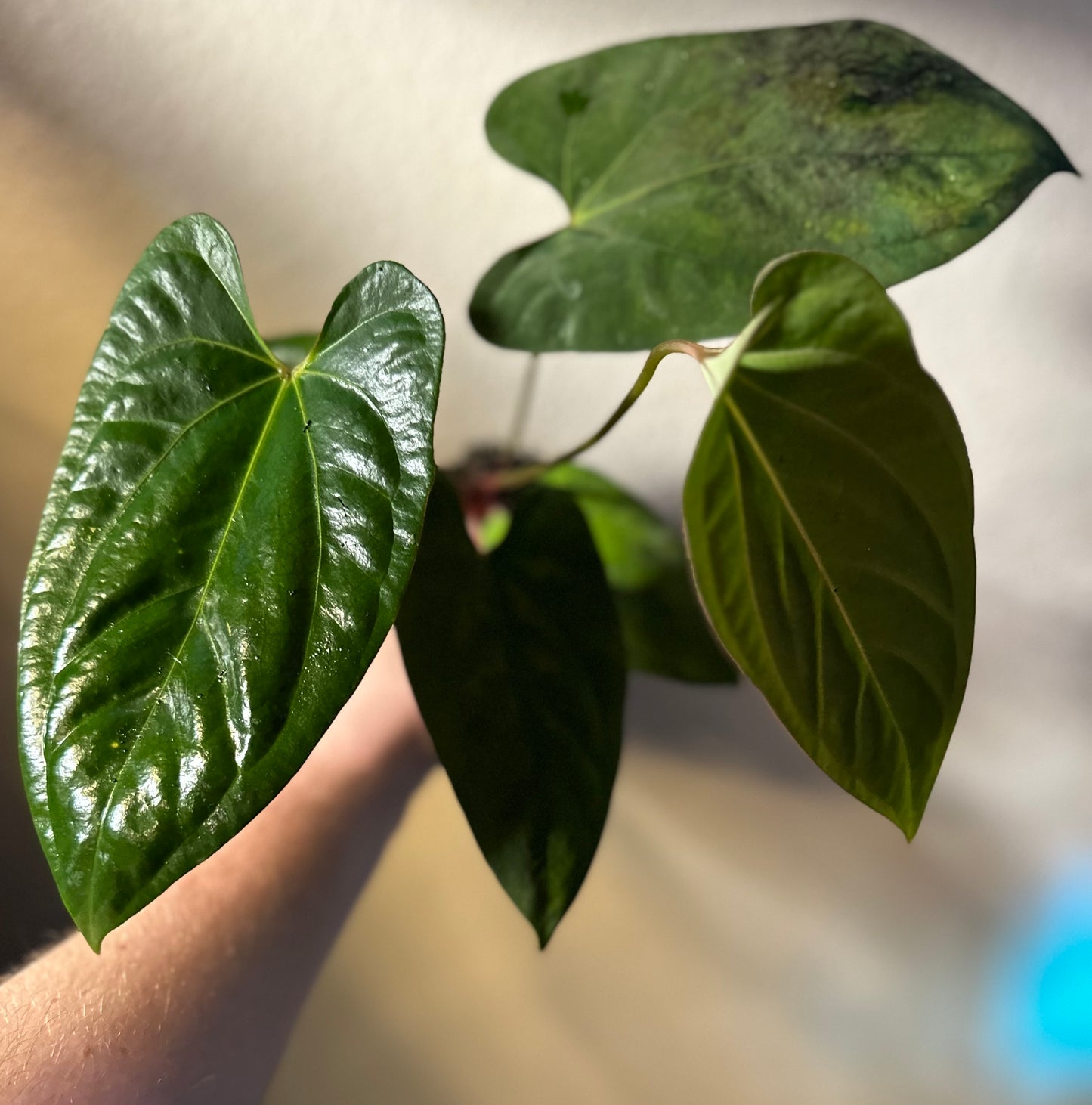 Anthurium portillae ‘Dorito’ x papillilaminum “Long x Long Bullet”