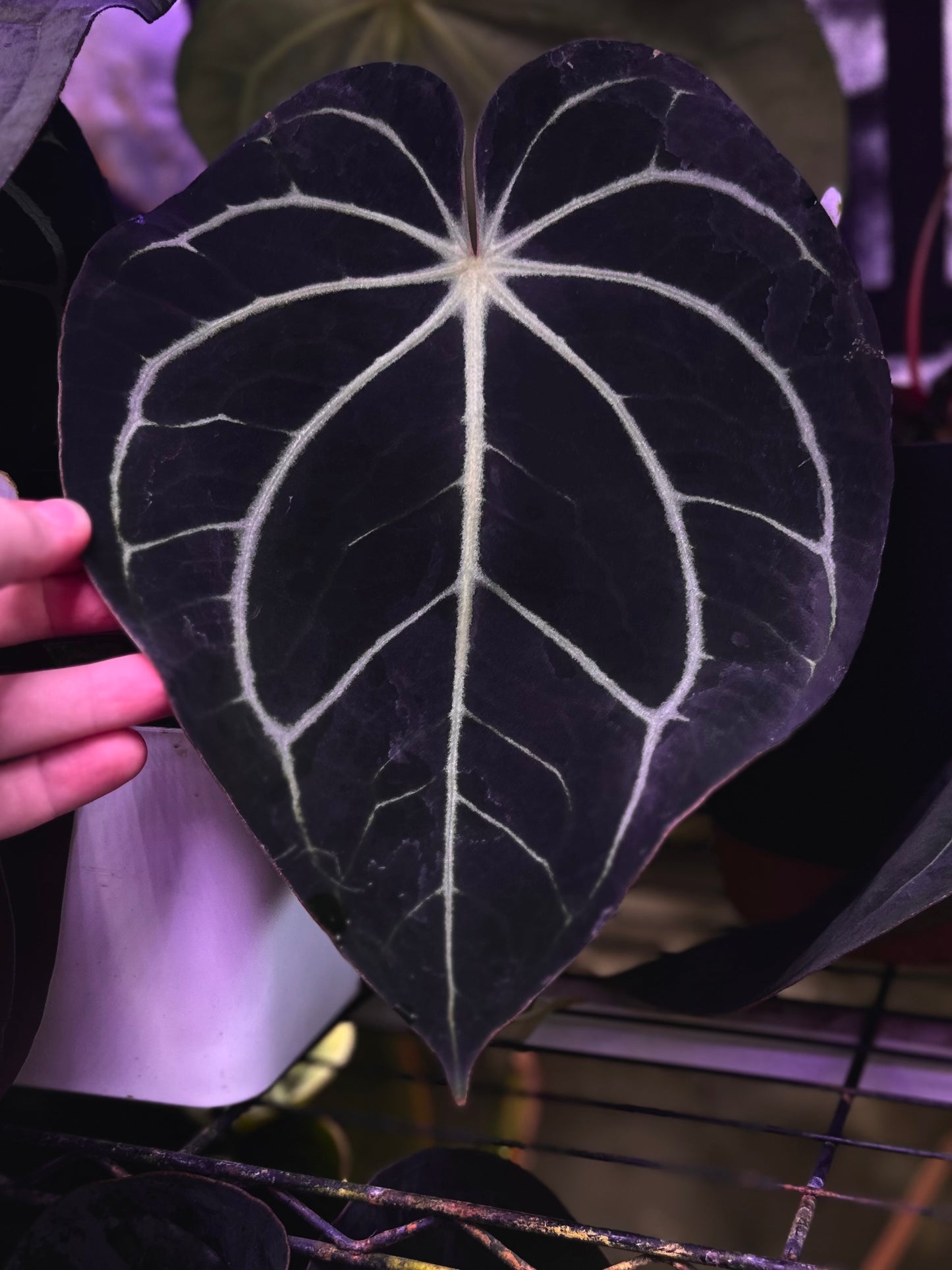 Anthurium carlablackiae RA5x10 x (dress RG F2 x carla "Amanda")