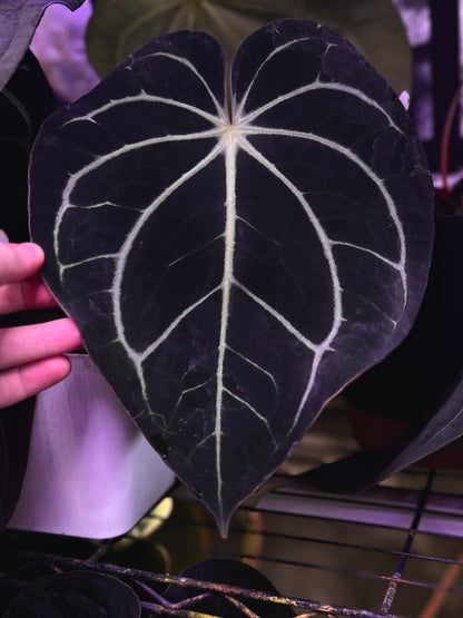 Anthurium carlablackiae RA5x10 x (dress RG F2 x carla "Amanda")