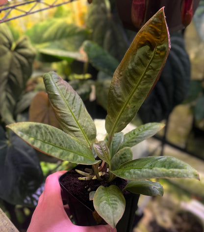 Anthurium willifordii *EXTREMELY RARE*