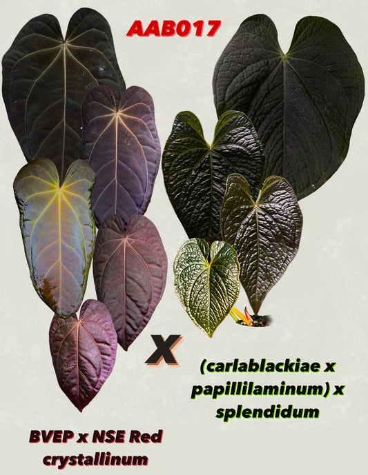 Anthurium (BVEP x NSE red crystallinum) x ((carla x pap) x splendidum) *seedlings*