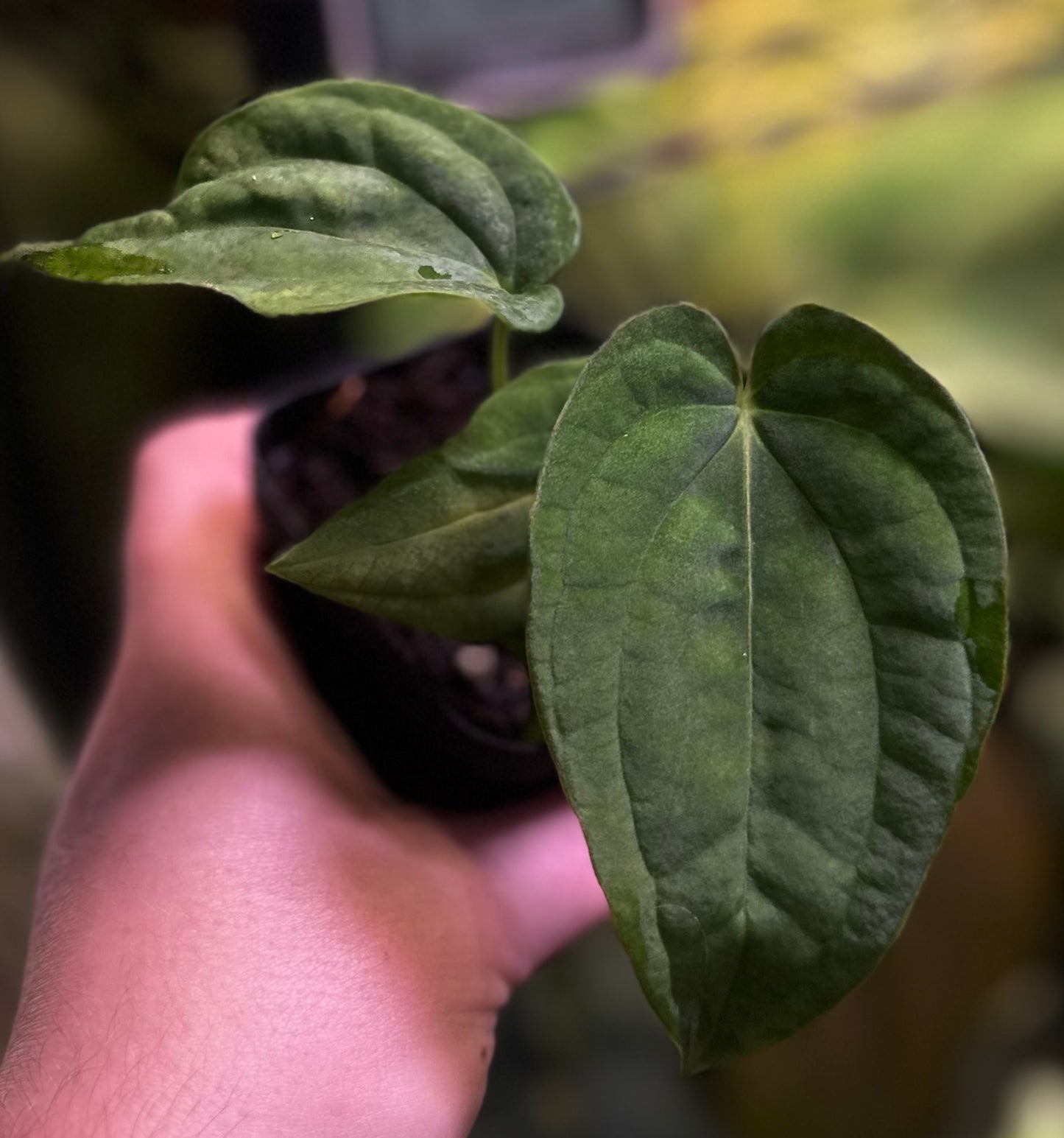 Anthurium antolakii (BVEP) "Round x RA1" x "Wu1 x Oliver"