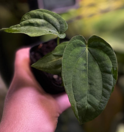 Anthurium antolakii (BVEP) "Round x RA1" x "Wu1 x Oliver"