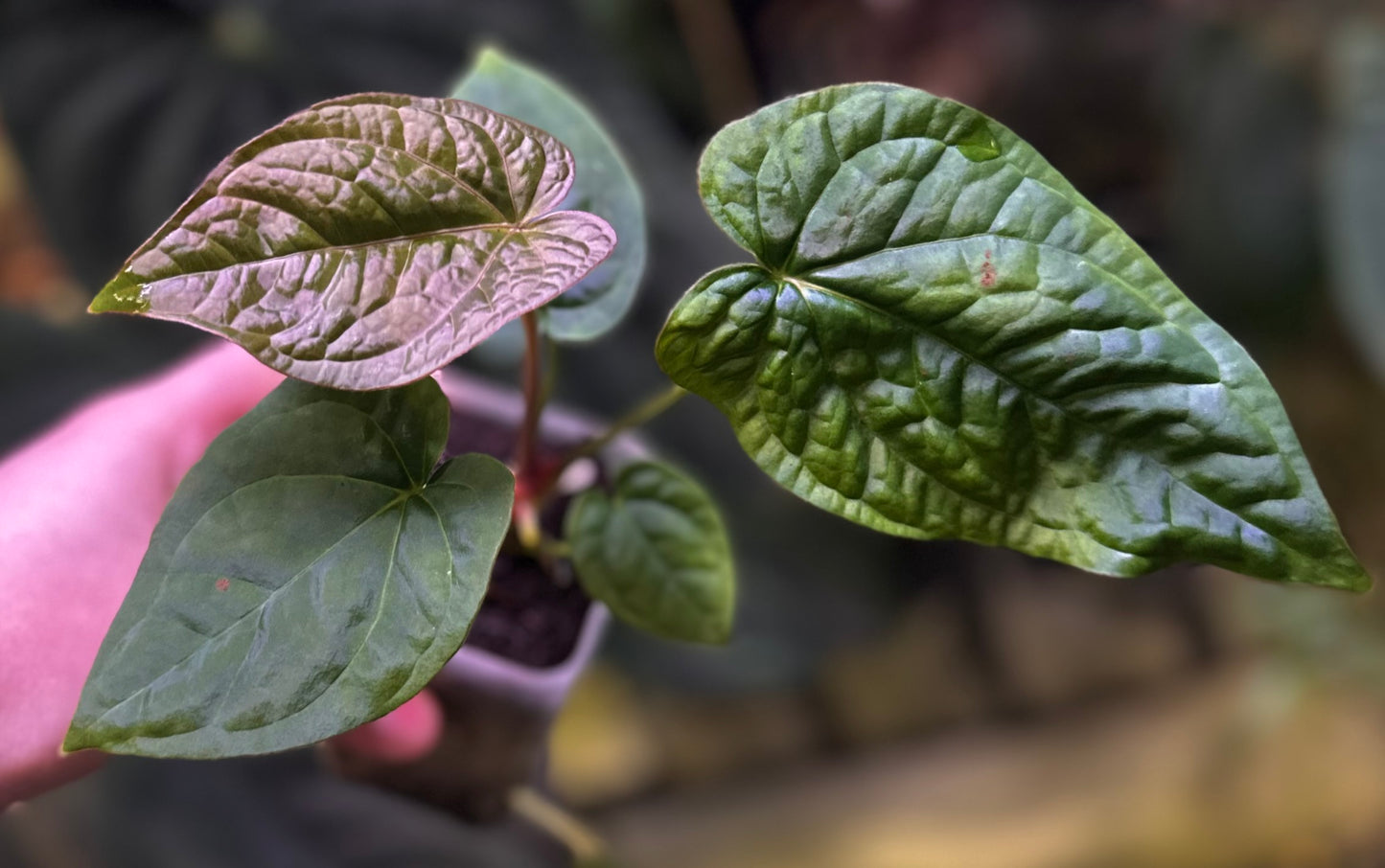 Anthurium (BVEP x NSE red crystallinum) x ((carla x pap) x splendidum) *seedlings*