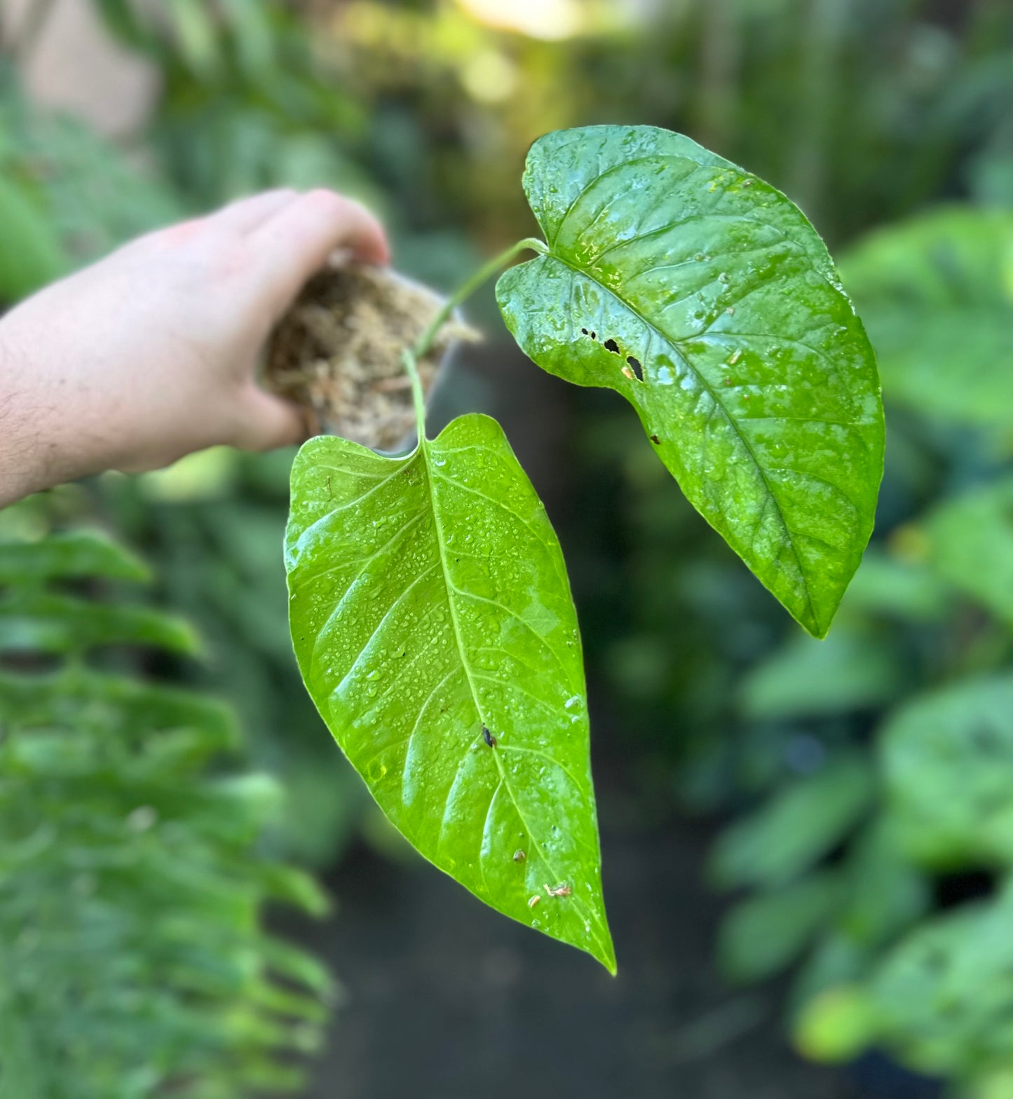 Monstera membranacea (Limón/Caribbean form)