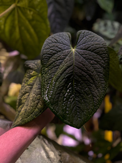 Anthurium antolakii (BVEP) x splendidum