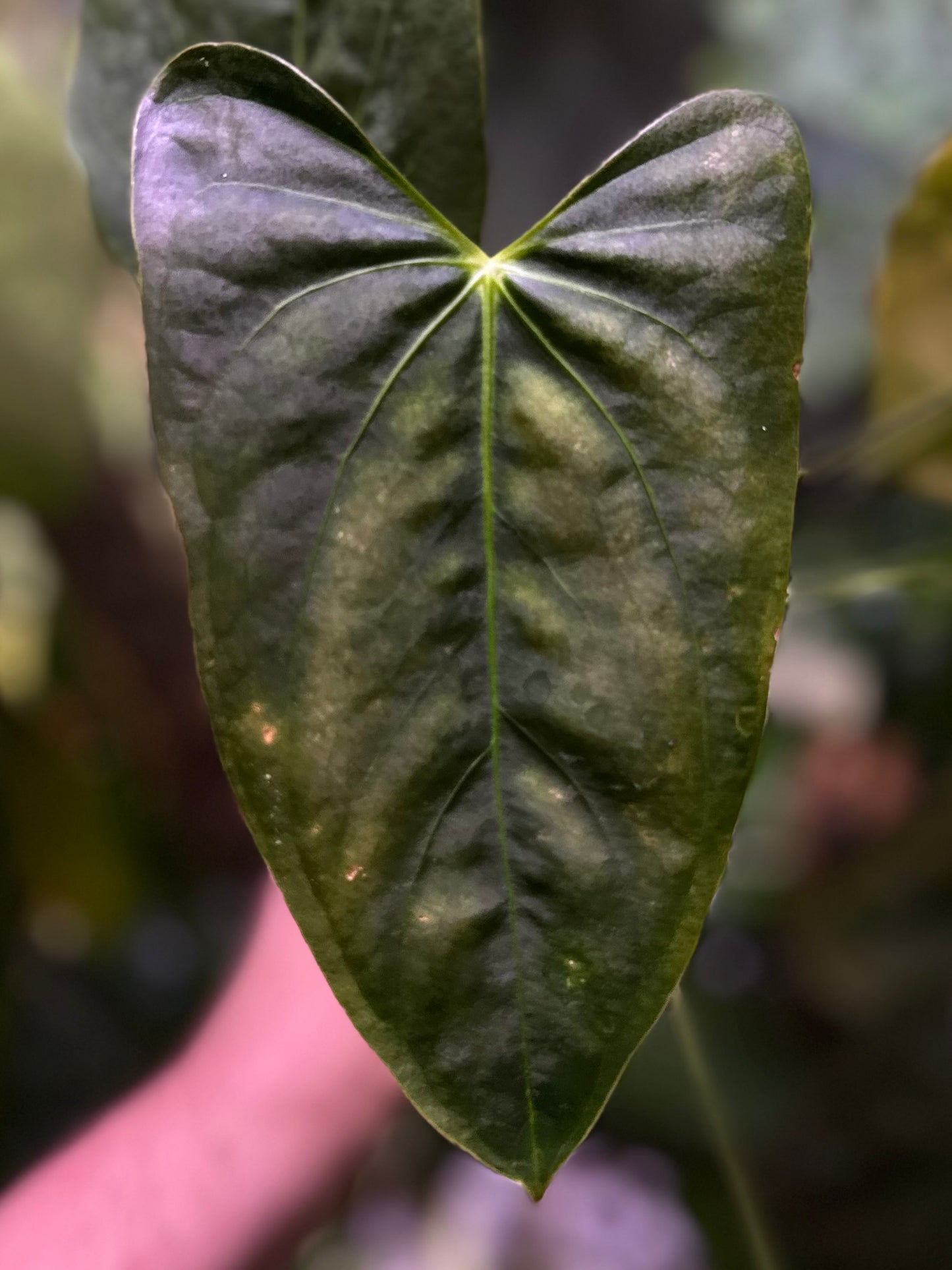 anthurium chamberlainii x portillae Anthurium Indo portillae x papillilaminum RA