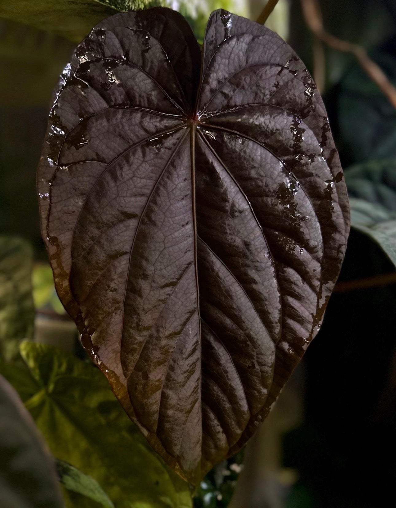 Anthurium dressleri "Obsidian" x (BVEP x splendidum) *sprouted seeds*