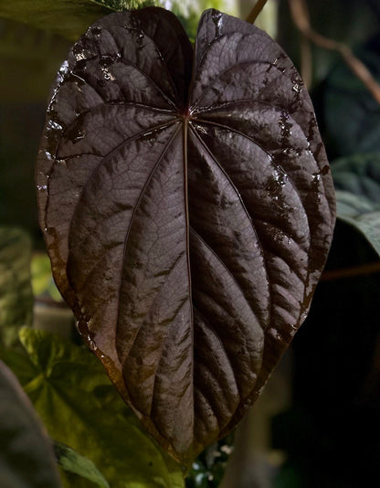 Anthurium dressleri "Obsidian" x (BVEP x splendidum) *sprouted seeds*