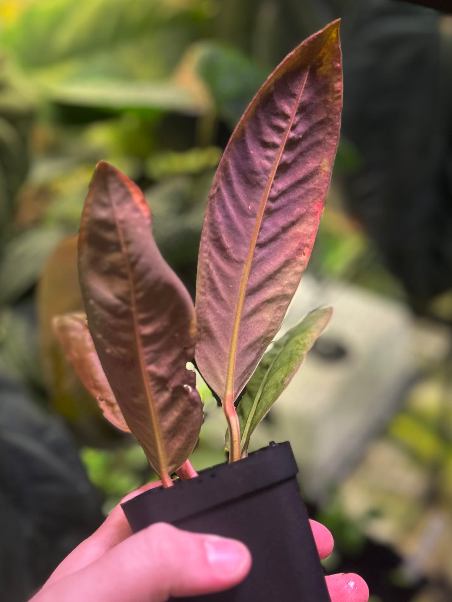 Anthurium willifordii *EXTREMELY RARE*