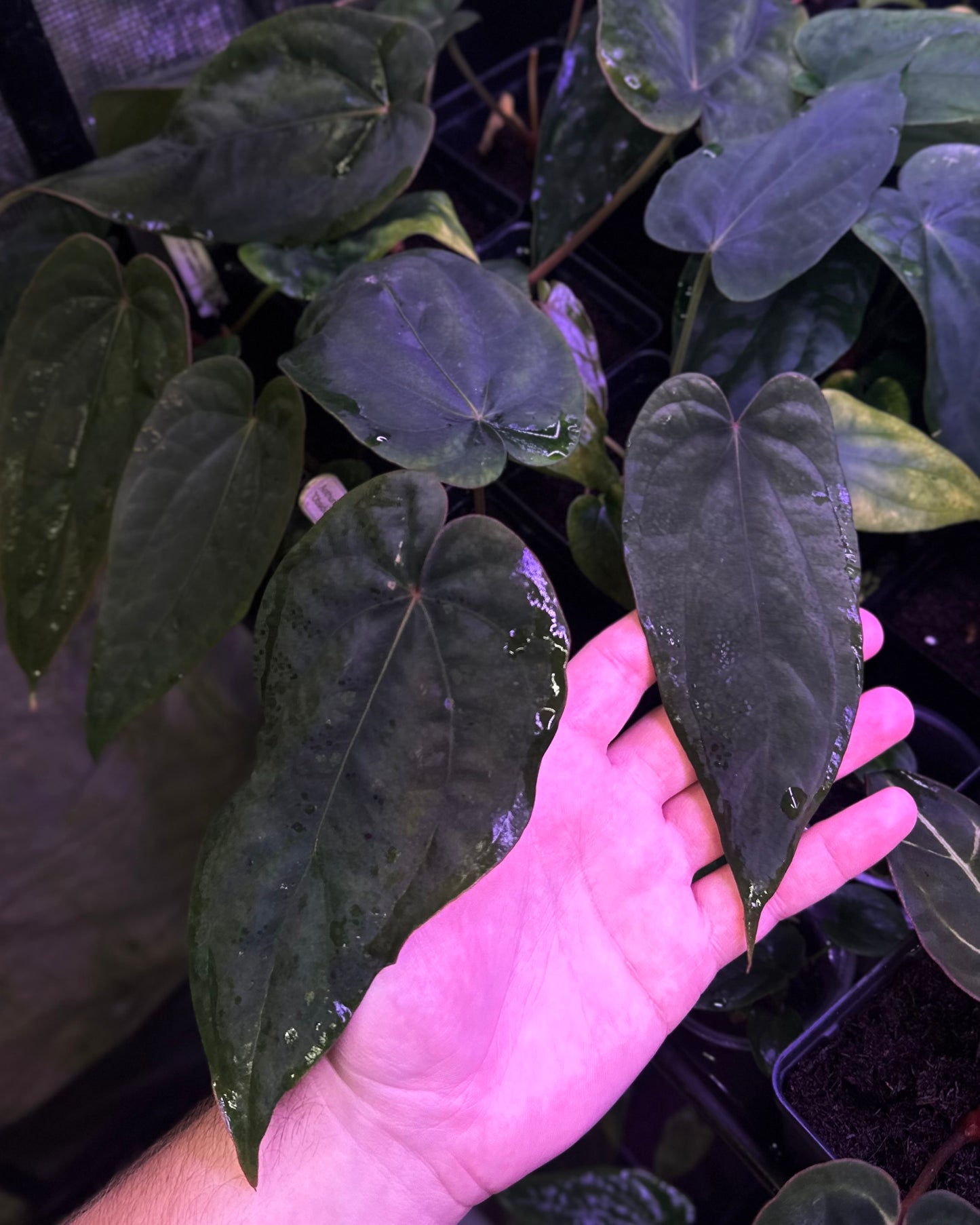 Anthurium dressleri “Obsidian” x RG
