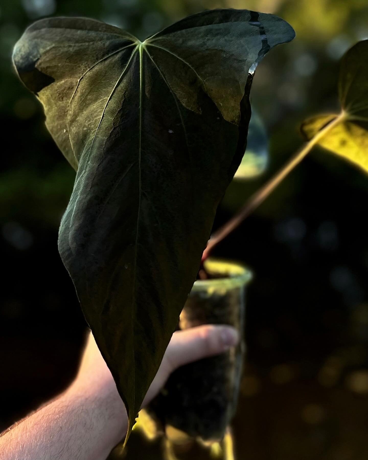 Anthurium sp. nov DF