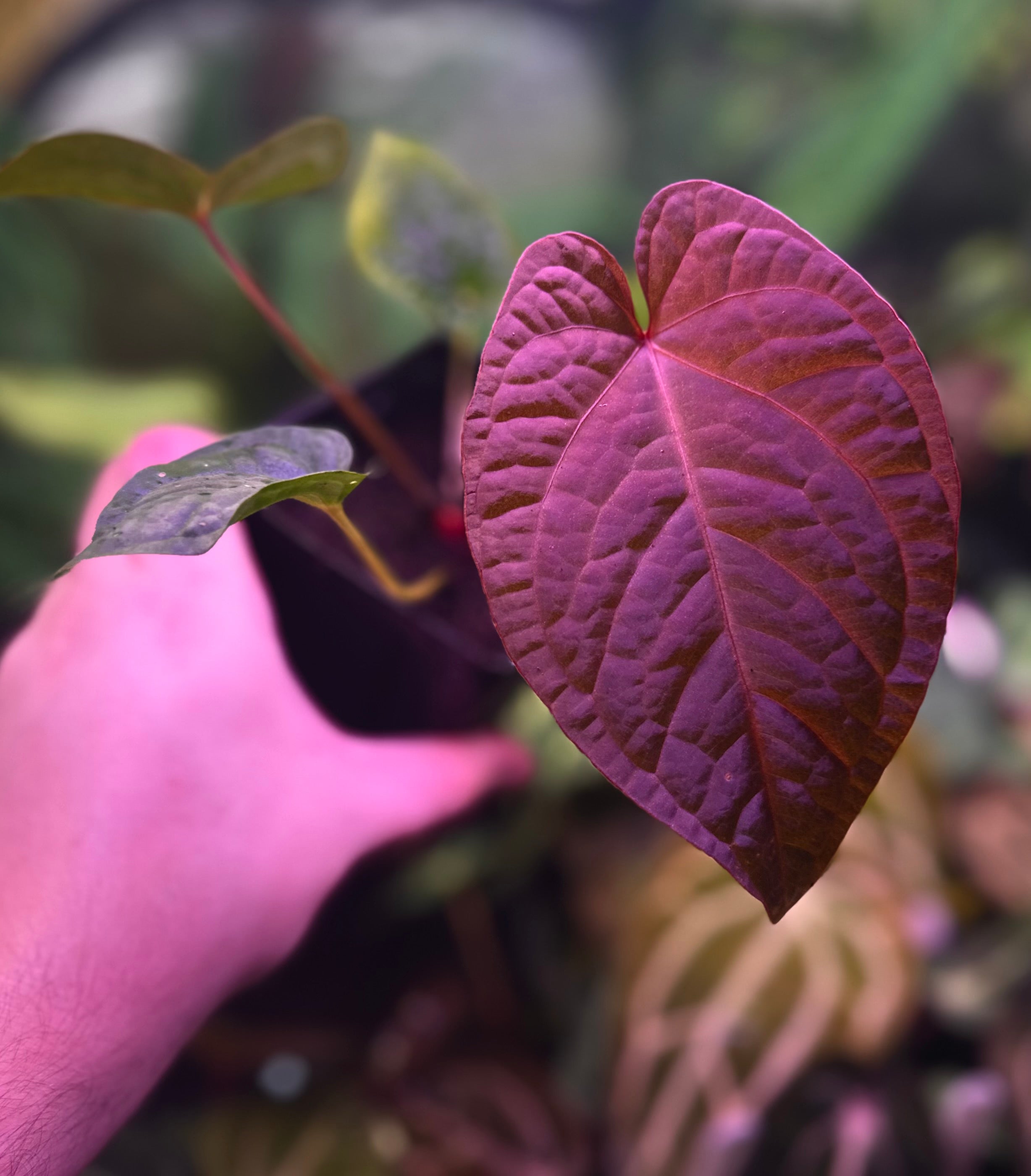 Anthurium (BVEP x NSE red crystallinum) x ((carla x pap) x