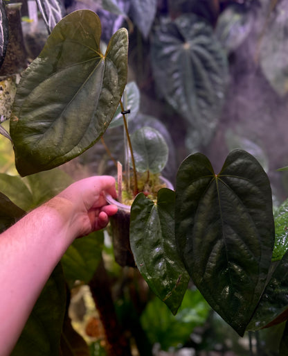 Anthurium portillae “Dorito” x dressleri RG