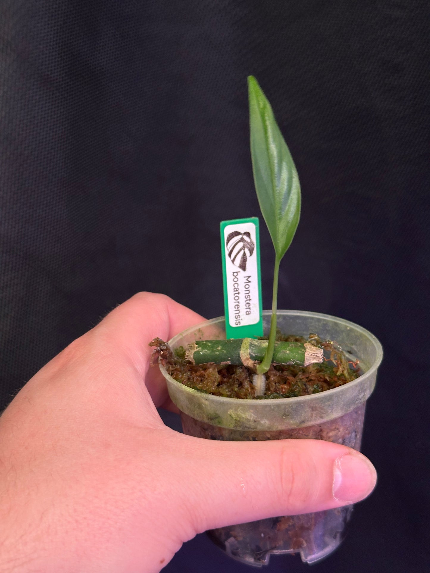 Monstera bocatorensis