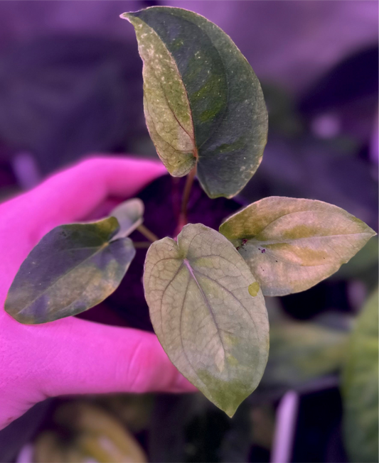 VARIEGATED Anthurium "Supernova" (dress "Oliver" x BVEP "Felix") *custom listing for Marty*