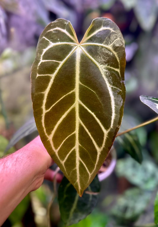 Anthurium ‘FTG crystallinum’ x carlablackiae