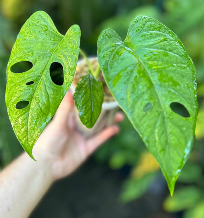 Monstera membranacea (Limón/Caribbean form)