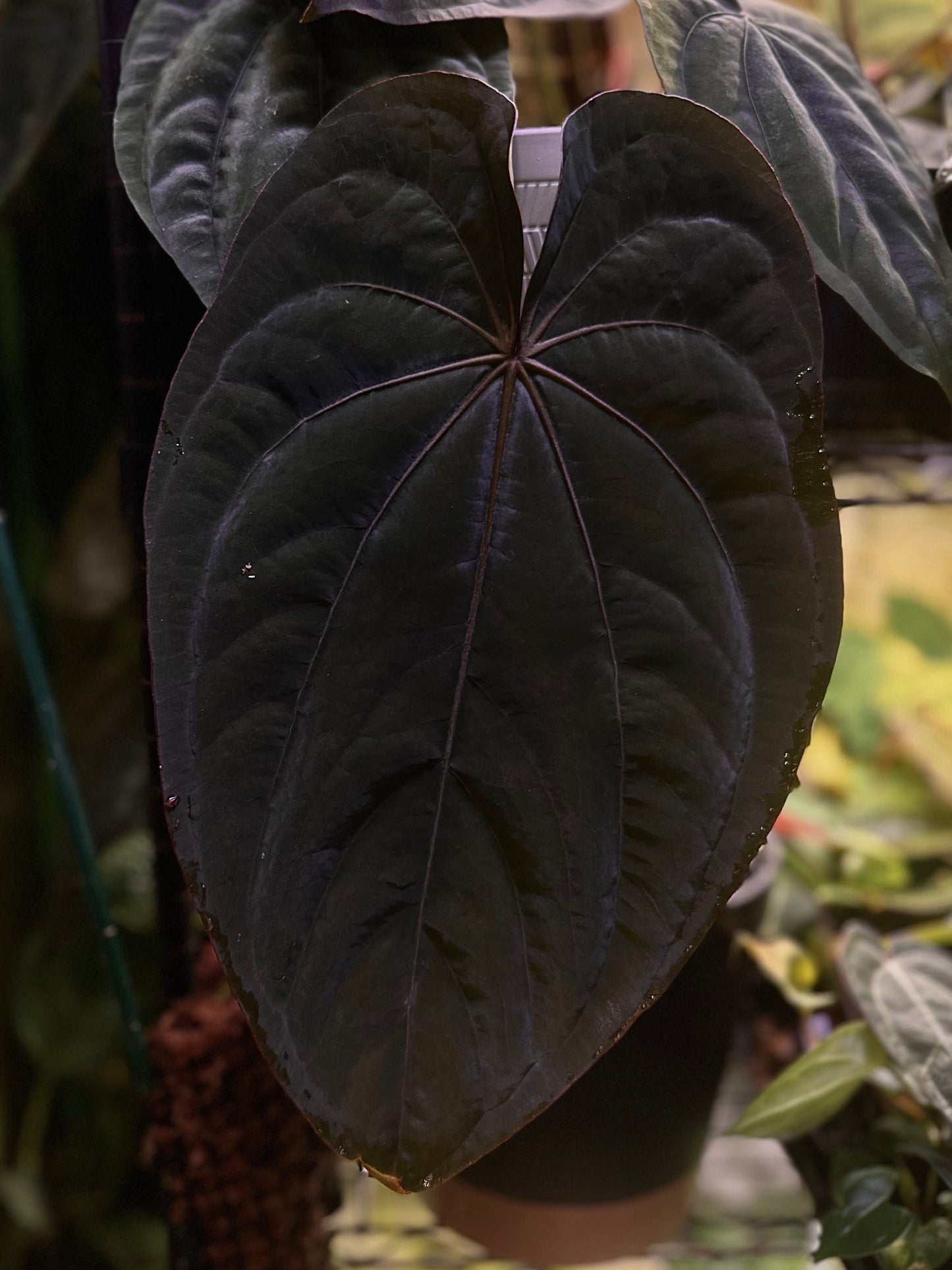Anthurium dressleri RG (F2 x Black) F2 "Aspis" x "Purple Haze"