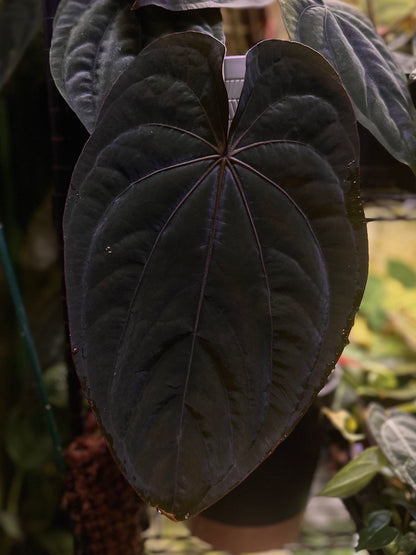 Anthurium dressleri RG (F2 x Black) F2 "Aspis" x "Purple Haze"