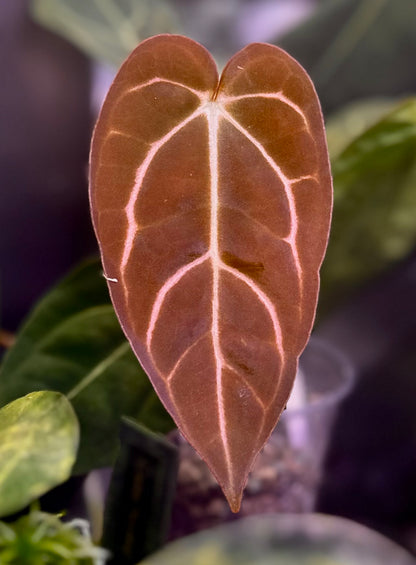 Anthurium carlablackiae A1 x self