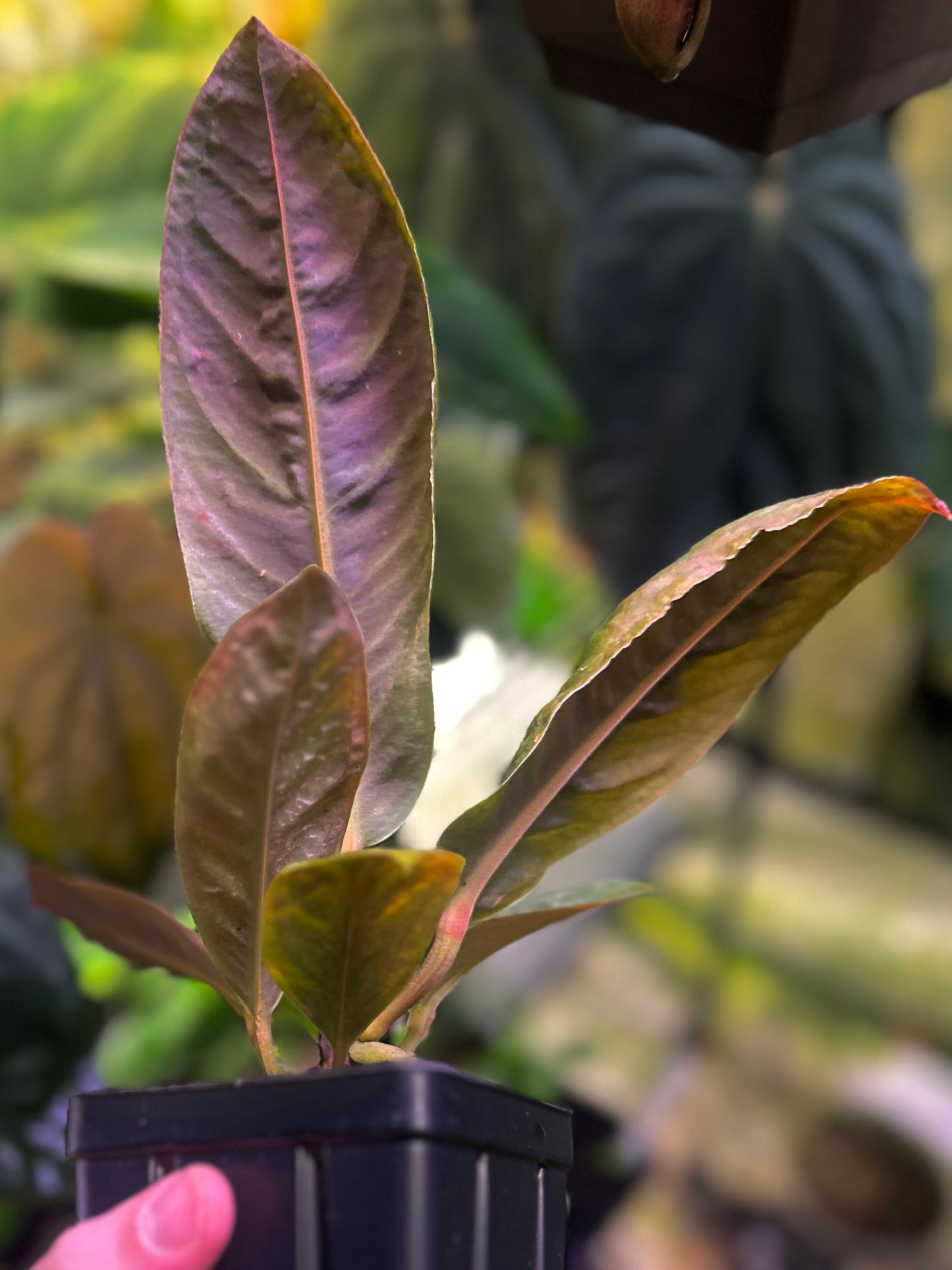 Anthurium willifordii *EXTREMELY RARE*