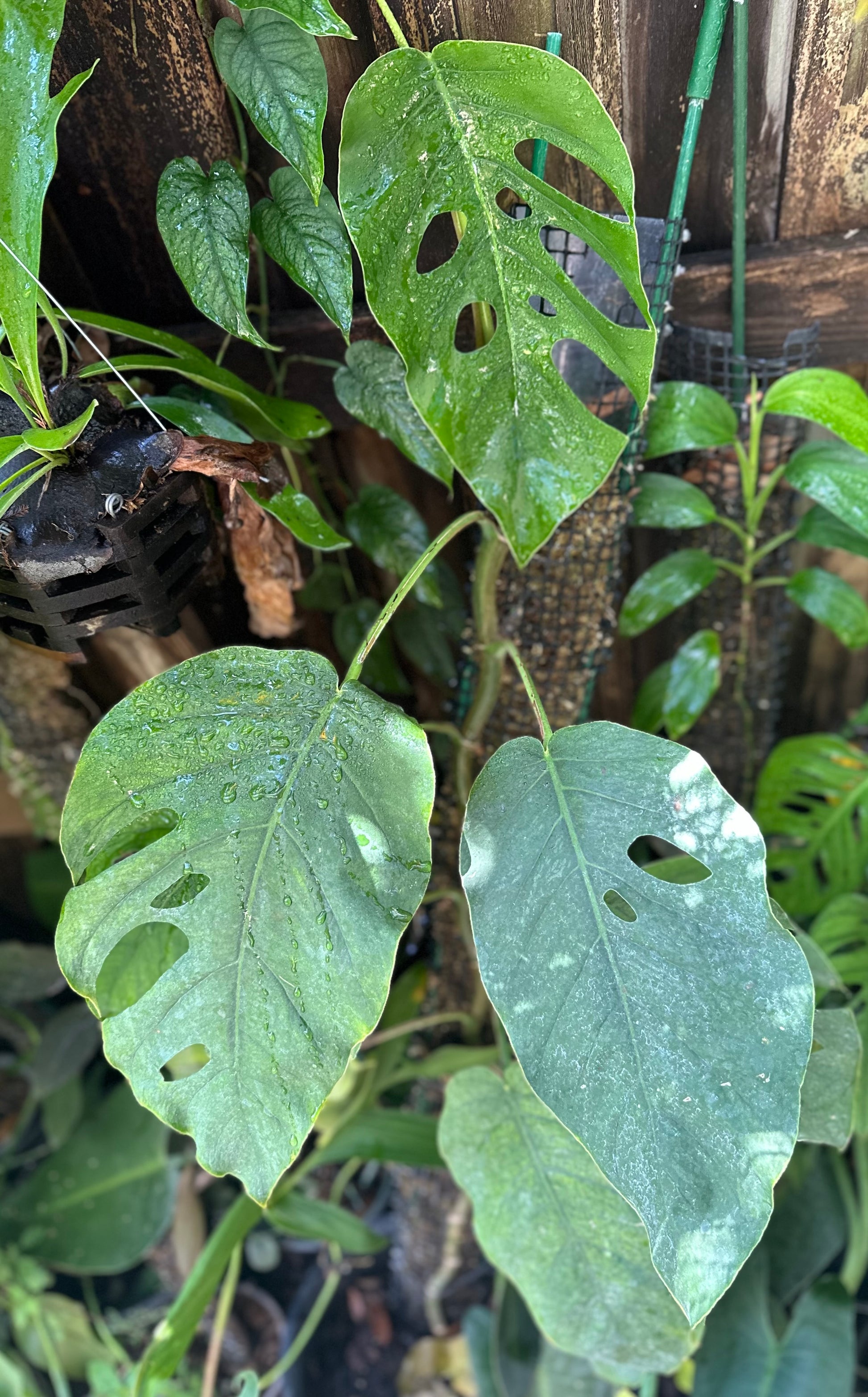 monstera dubia mature plant Monstera dubia – AABexotics