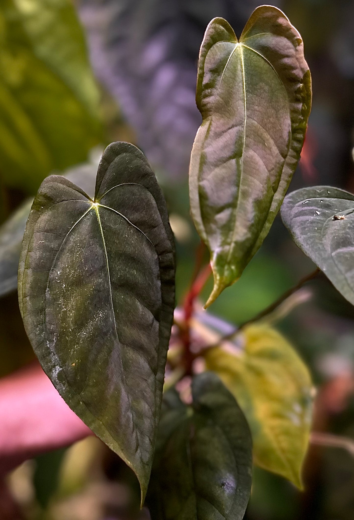 Anthurium papillilaminum RA6 x self