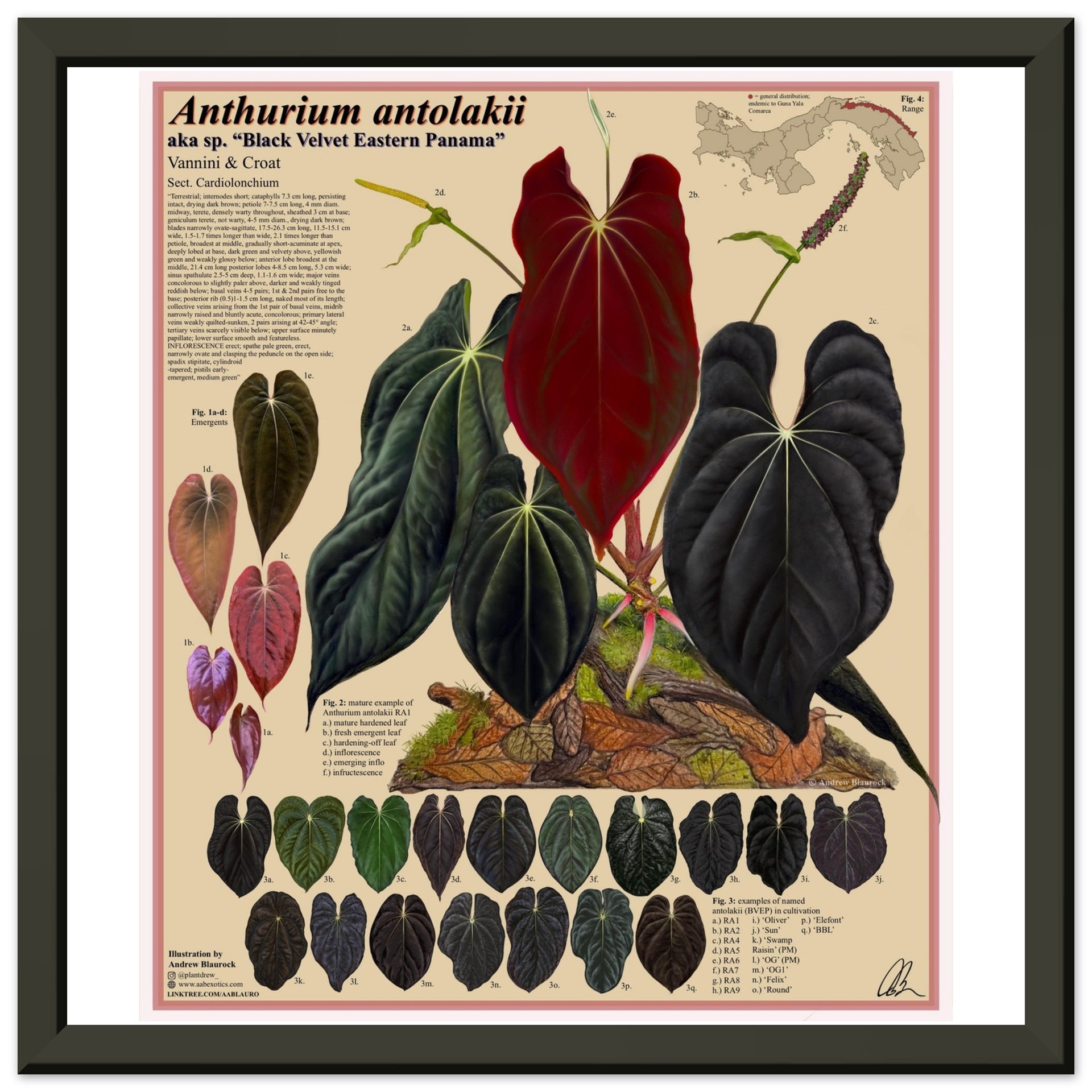 Anthurium antolakii (BVEP) Wall art