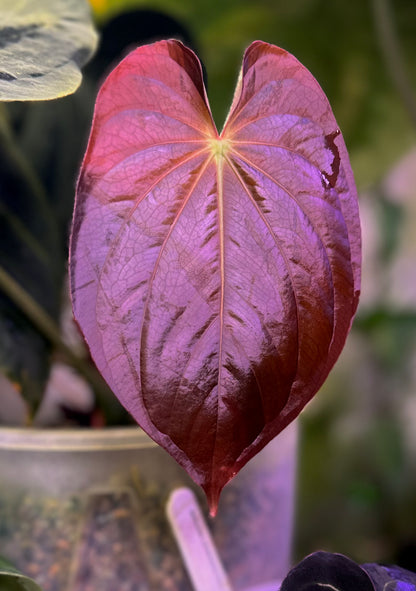 Anthurium antolakii (BVEP) "OG1 x RA1" x "Round x RA1"