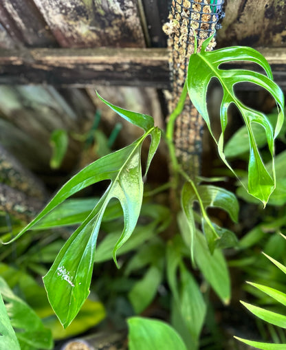 Monstera sp. ‘Curved’