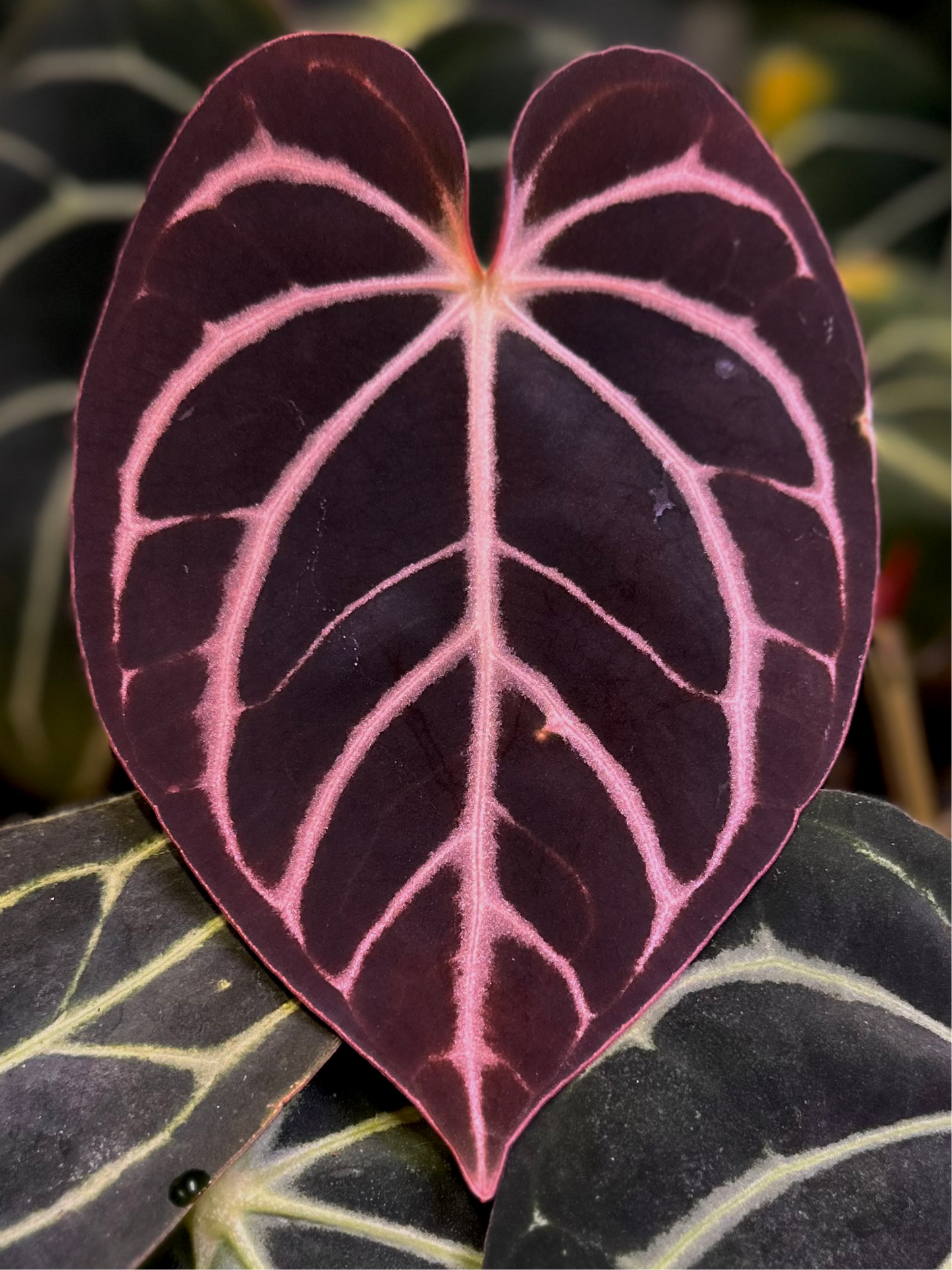 Anthurium carlablackiae RA10 (s1) x dressleri "Obsidian" *seedlings*