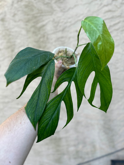 Monstera glaucescens