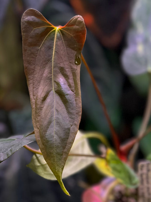 Anthurium papillilaminum ‘Ree Gardens’ x ‘Old Lineage’