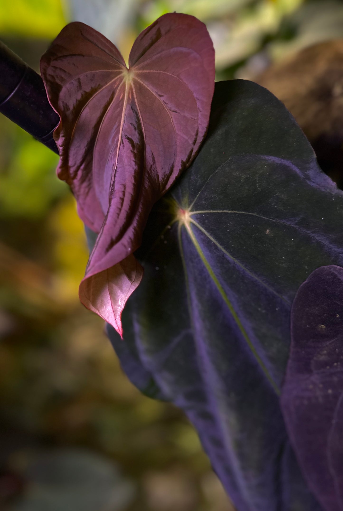 Anthurium antolakii (BVEP) "OG1 x RA1" x "Round x RA1"