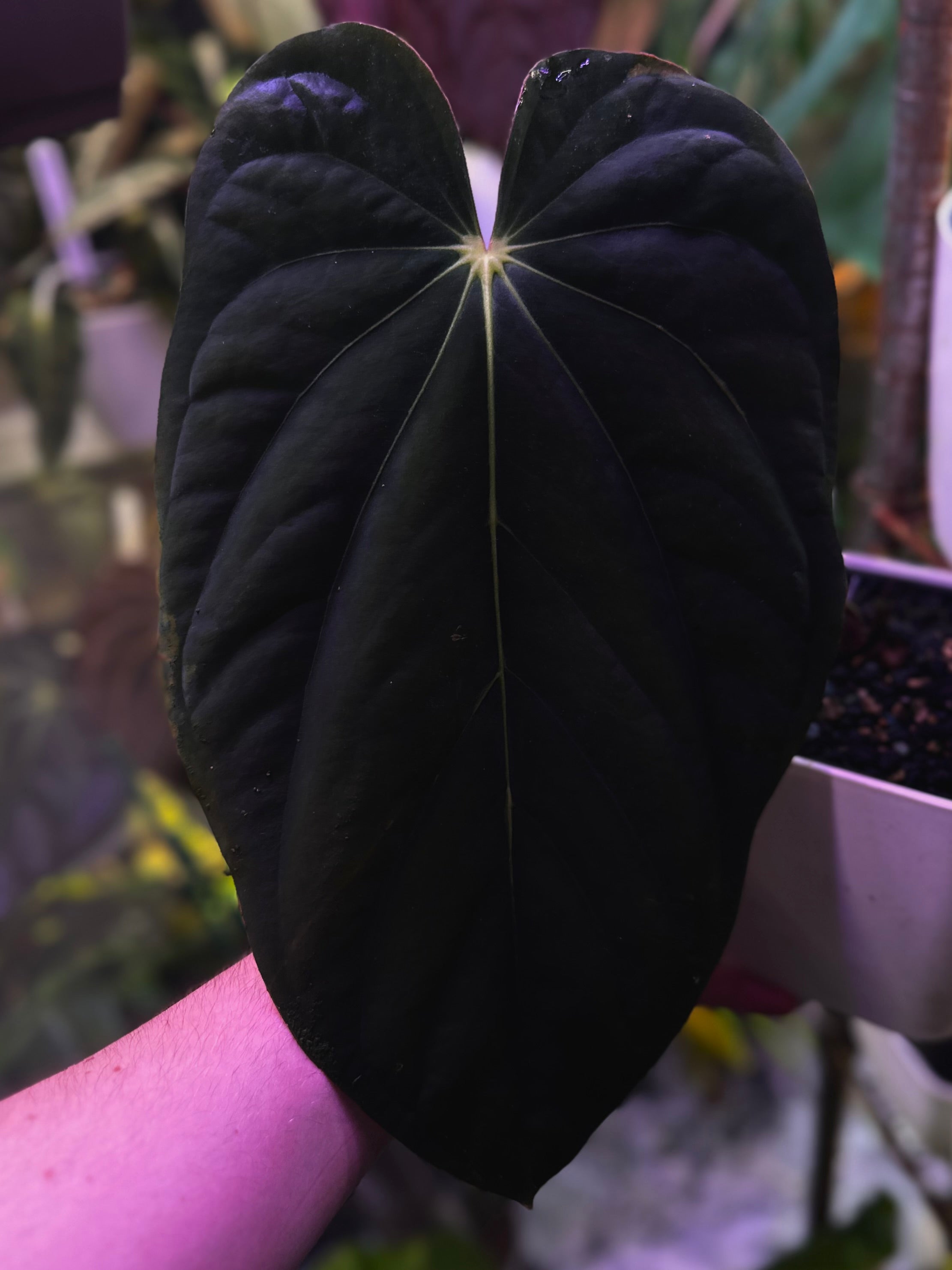 Anthurium antolakii (BVEP) 