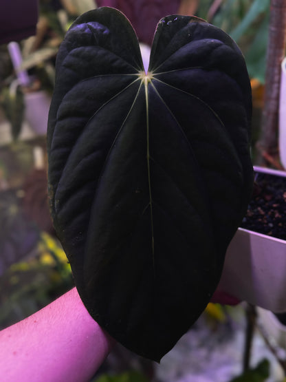 Anthurium antolakii (BVEP) "OG1 x RA1" x "Round x RA1"