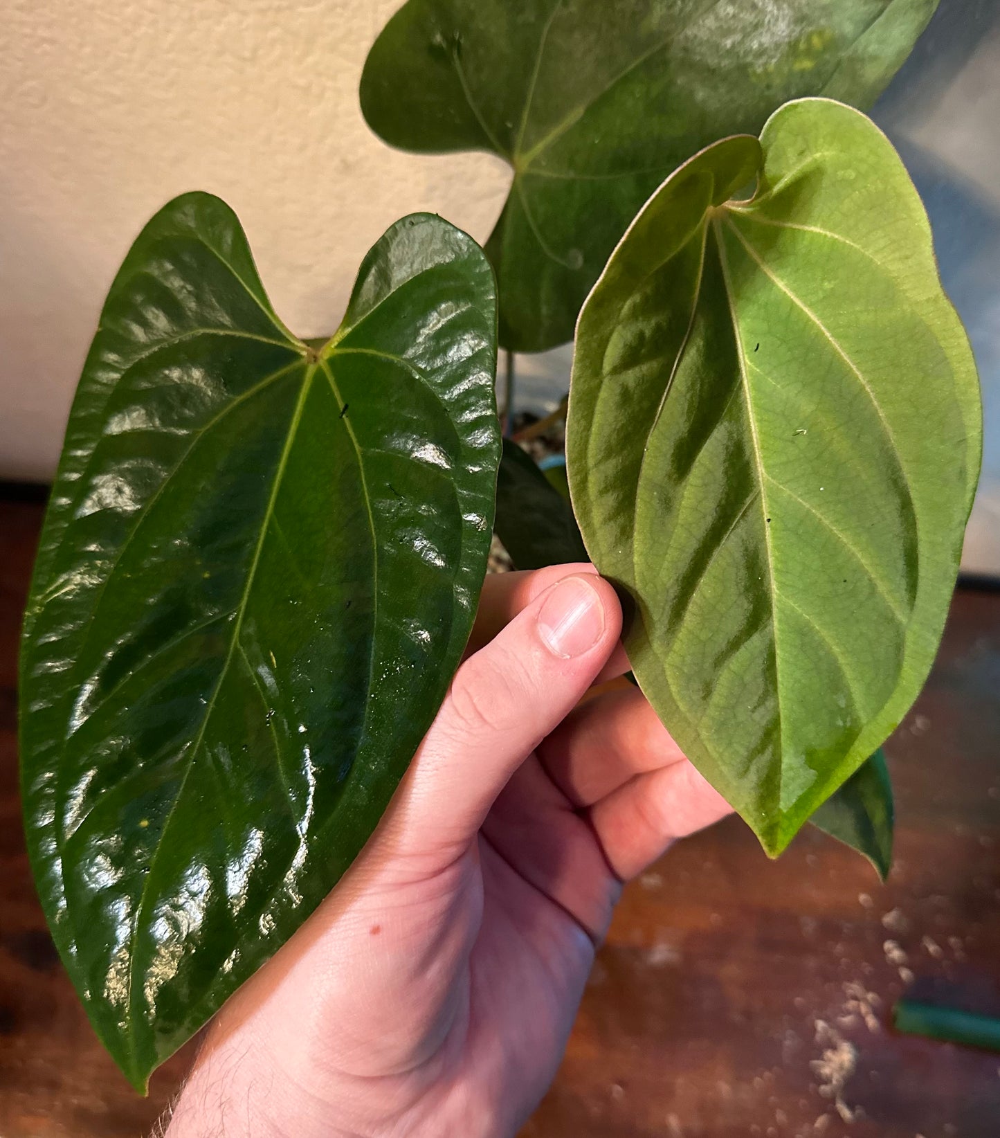 Anthurium portillae ‘Dorito’ x papillilaminum “Long x Long Bullet”