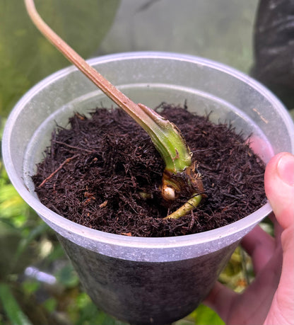 Anthurium dressleri “Obsidian” *CLONE*