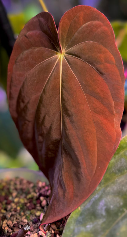 Anthurium antolakii (BVEP) "OG1 x RA1" x "Round x RA1"