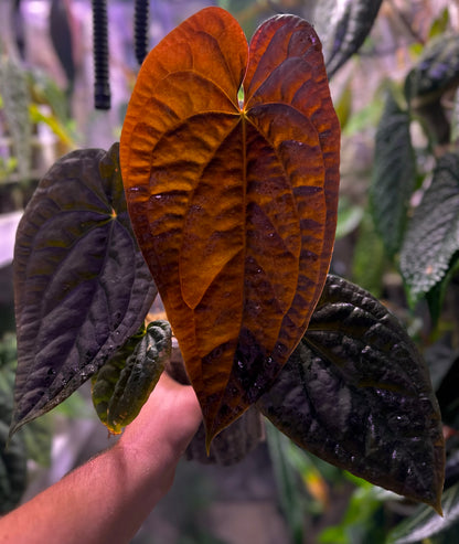 Anthurium ‘Black Magic’ (luxurians x dressleri RG)