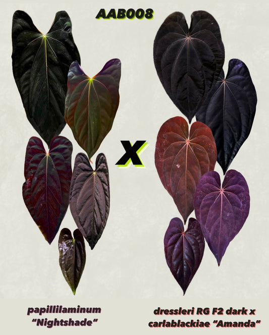 Anthurium papillilaminum "Nightshade" x (dressleri RG F2 x carlablackiae)