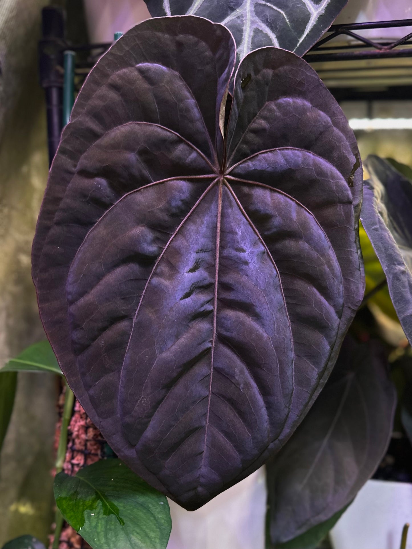 Anthurium dressleri RG (F2 x Black) F2 "Aspis" x "Purple Haze"